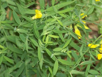 nei boschi dell''Etna - Lathyrus pratensis